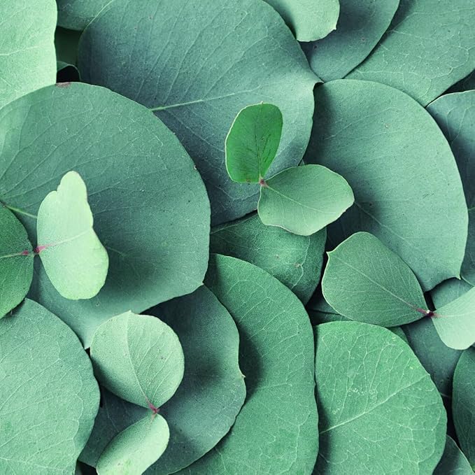 Eucalyptus