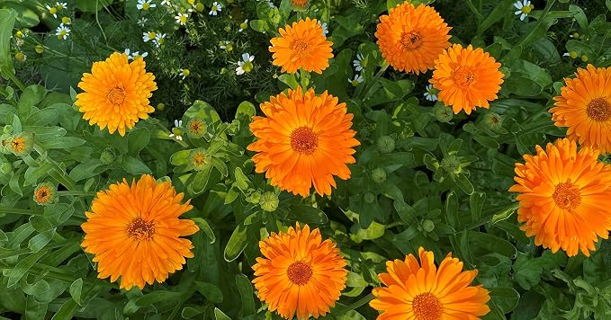 __DEFAULT__